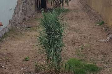 Limpieza de rastrojos amontonados en el tramo bajo del barranquillo de Melenara (Foto TA)
