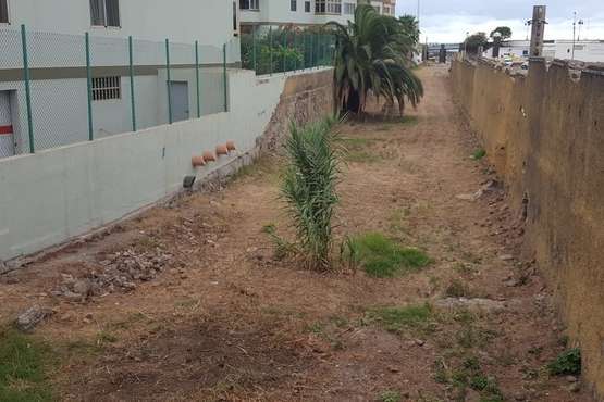Limpieza de rastrojos amontonados en el tramo bajo del barranquillo de Melenara (Foto TA)
