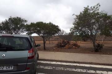  Temor en La Lomo de Jinámar por los montones de restos vegetales secos (Foto TA)