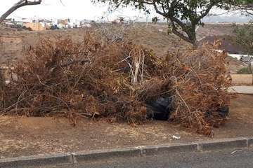  Temor en La Lomo de Jinámar por los montones de restos vegetales secos (Foto TA)