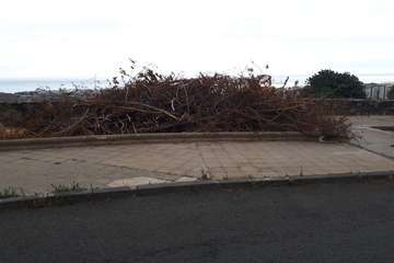  Temor en La Lomo de Jinámar por los montones de restos vegetales secos (Foto TA)