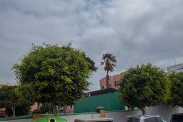 Parques y Jardines poda El Calero y sus alrededores (Foto Antonio Rico y TA)