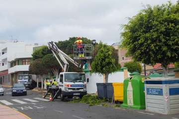 Parques y Jardines poda El Calero y sus alrededores (Foto Antonio Rico y TA)