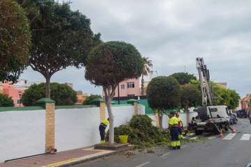 Parques y Jardines poda El Calero y sus alrededores (Foto Antonio Rico y TA)