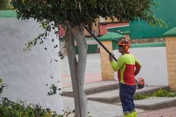 Parques y Jardines poda El Calero y sus alrededores (Foto Antonio Rico y TA)