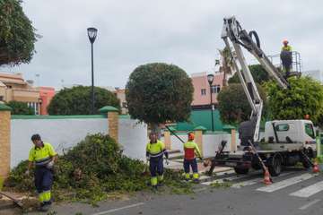 Parques y Jardines poda El Calero y sus alrededores (Foto Antonio Rico y TA)