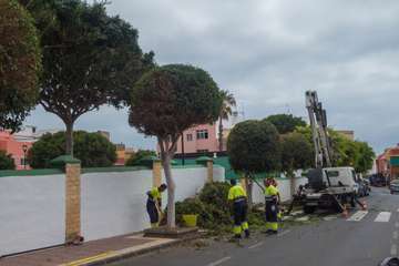 Parques y Jardines poda El Calero y sus alrededores (Foto Antonio Rico y TA)