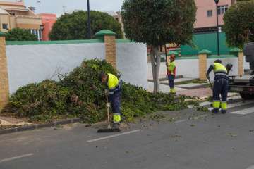 Parques y Jardines poda El Calero y sus alrededores (Foto Antonio Rico y TA)