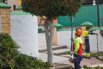 Parques y Jardines poda El Calero y sus alrededores (Foto Antonio Rico y TA)