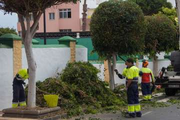 Parques y Jardines poda El Calero y sus alrededores (Foto Antonio Rico y TA)