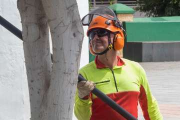 Parques y Jardines poda El Calero y sus alrededores (Foto Antonio Rico y TA)