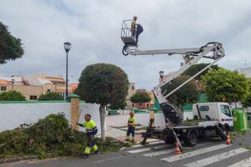 Parques y Jardines poda El Calero y sus alrededores (Foto Antonio Rico y TA)