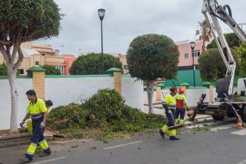 Parques y Jardines poda El Calero y sus alrededores (Foto Antonio Rico y TA)