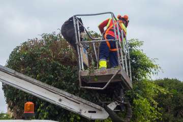 Parques y Jardines poda El Calero y sus alrededores (Foto Antonio Rico y TA)