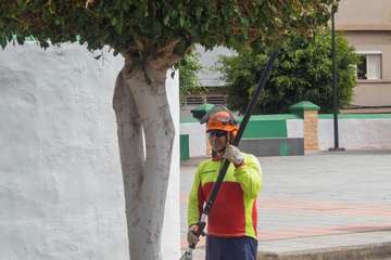 Parques y Jardines poda El Calero y sus alrededores (Foto Antonio Rico y TA)