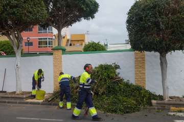 Parques y Jardines poda El Calero y sus alrededores (Foto Antonio Rico y TA)