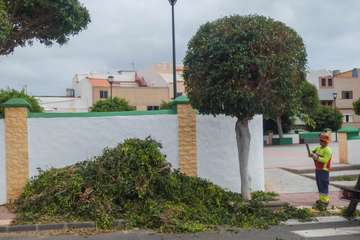 Parques y Jardines poda El Calero y sus alrededores (Foto Antonio Rico y TA)