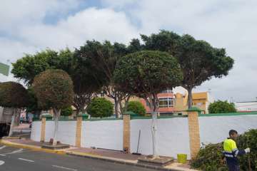 Parques y Jardines poda El Calero y sus alrededores (Foto Antonio Rico y TA)