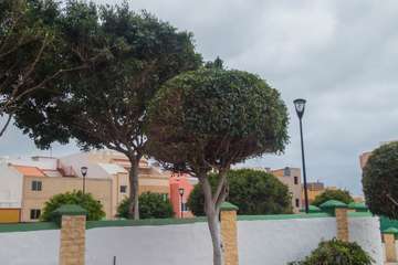 Parques y Jardines poda El Calero y sus alrededores (Foto Antonio Rico y TA)