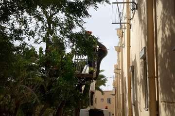El viento descalza un árbol en La Herradura (Foto TA)