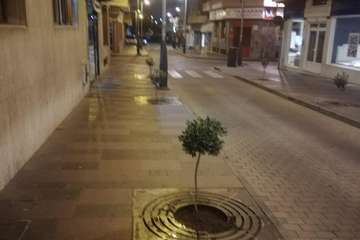 Plan verde para llenar a Telde de árboles adaptados a su entorno (Foto TA)