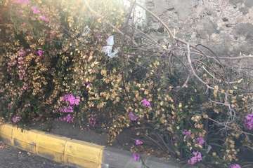 La tertulia La Buganvilla se queda sin sombra