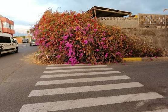 La tertulia La Buganvilla se queda sin sombra