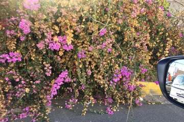 La tertulia La Buganvilla se queda sin sombra