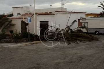  El viento abate dos palmeras en Telde en las últimas horas (Foto TA)