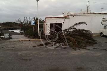  El viento abate dos palmeras en Telde en las últimas horas (Foto TA)