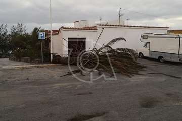  El viento abate dos palmeras en Telde en las últimas horas (Foto TA)