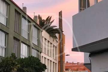  El viento abate dos palmeras en Telde en las últimas horas (Foto TA)