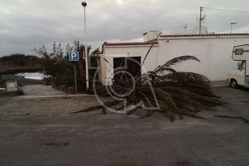  El viento abate dos palmeras en Telde en las últimas horas (Foto TA)