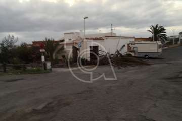  El viento abate dos palmeras en Telde en las últimas horas (Foto TA)