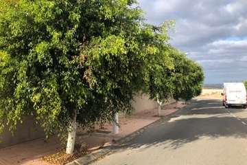 La Hoyeta clama por la poda de sus árboles callejeros (Foto TA)