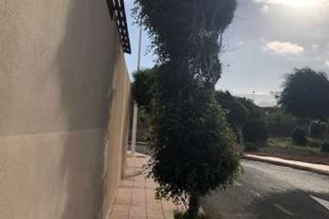 La Hoyeta clama por la poda de sus árboles callejeros (Foto TA)