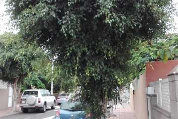 La Hoyeta clama por la poda de sus árboles callejeros (Foto TA)