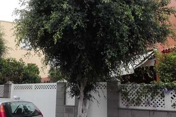 La Hoyeta clama por la poda de sus árboles callejeros (Foto TA)