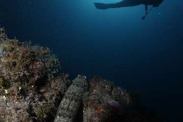 Fotos premiadas en el VI Open Fotosub Sardina (Fotos cedidas por la organización)