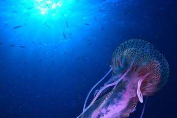 Fotos premiadas en el VI Open Fotosub Sardina (Fotos cedidas por la organización)