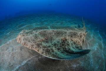 Fotos premiadas en el VI Open Fotosub Sardina (Fotos cedidas por la organización)