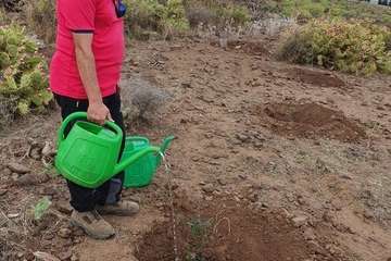Plantación en Calasio  de este domingo (Foto TA)