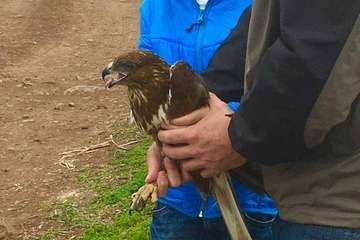 Suelta en Telde de una aguililla recuperada por el Centro de Fauna Silvestre del Cabildo grancanario (Foto TA)