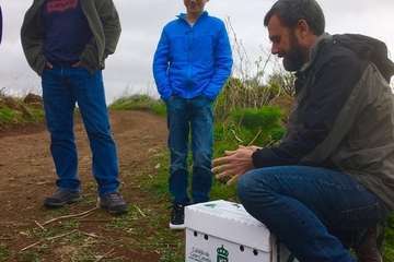 Suelta en Telde de una aguililla recuperada por el Centro de Fauna Silvestre del Cabildo grancanario (Foto TA)