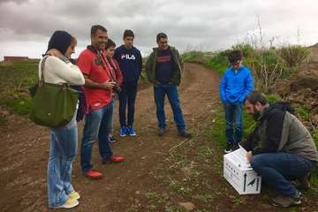 Suelta en Telde de una aguililla recuperada por el Centro de Fauna Silvestre del Cabildo grancanario (Foto TA)