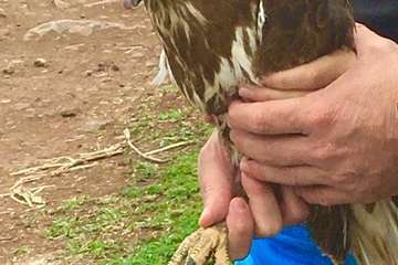 Suelta en Telde de una aguililla recuperada por el Centro de Fauna Silvestre del Cabildo grancanario (Foto TA)