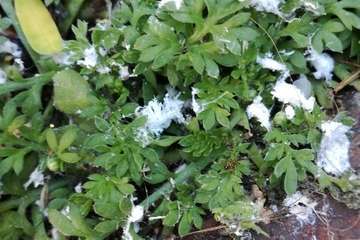 Parque casposo en Telde (Foto TA)