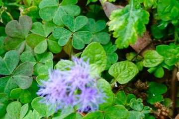 Día Internacional de la Madre Tierra: 50 años de concienciación (Foto TA)