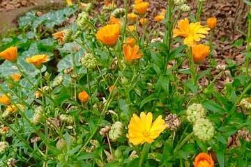 Día Internacional de la Madre Tierra: 50 años de concienciación (Foto TA)