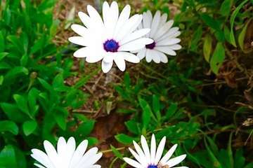 Día Internacional de la Madre Tierra: 50 años de concienciación (Foto TA)